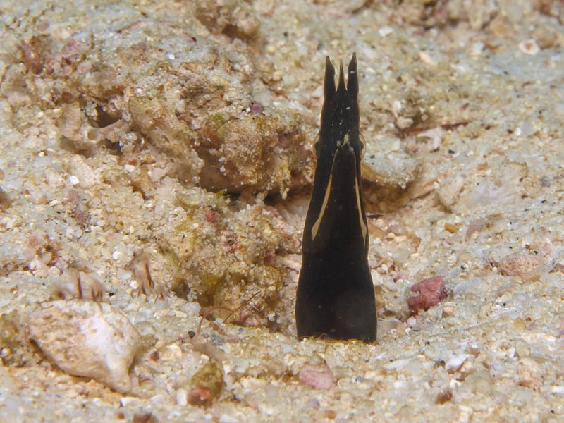 Ribbon Eel, Rubiah Sea Garden